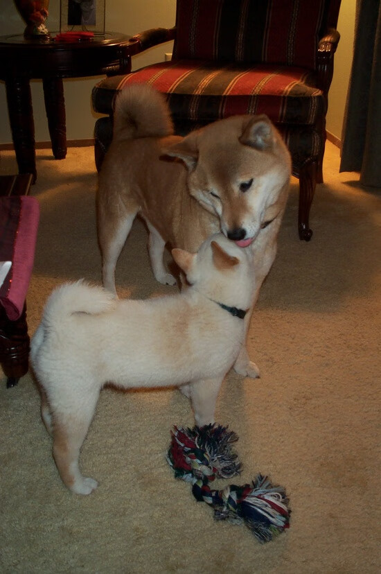 法国硬仗力克芬兰，拉亚关键先生铸就胜利