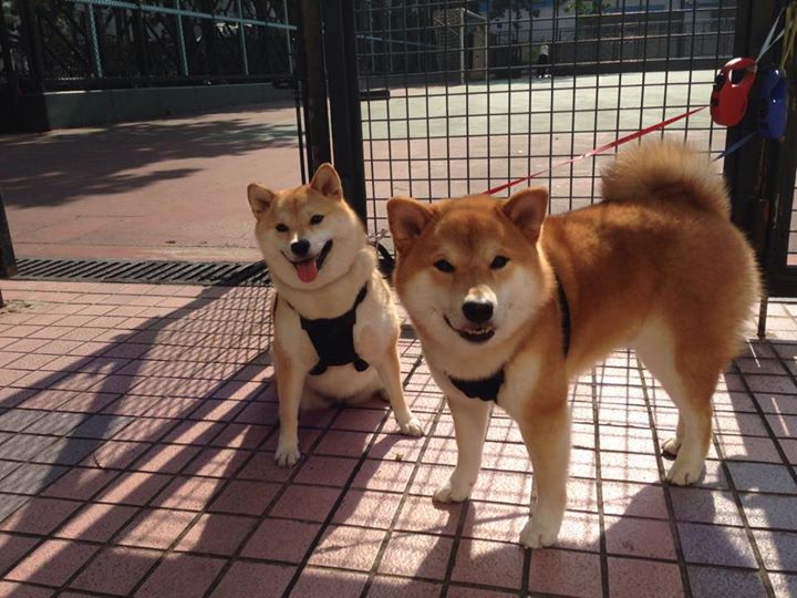 东方密林暗雷，魔术团队铁血防守斩落火箭升空路