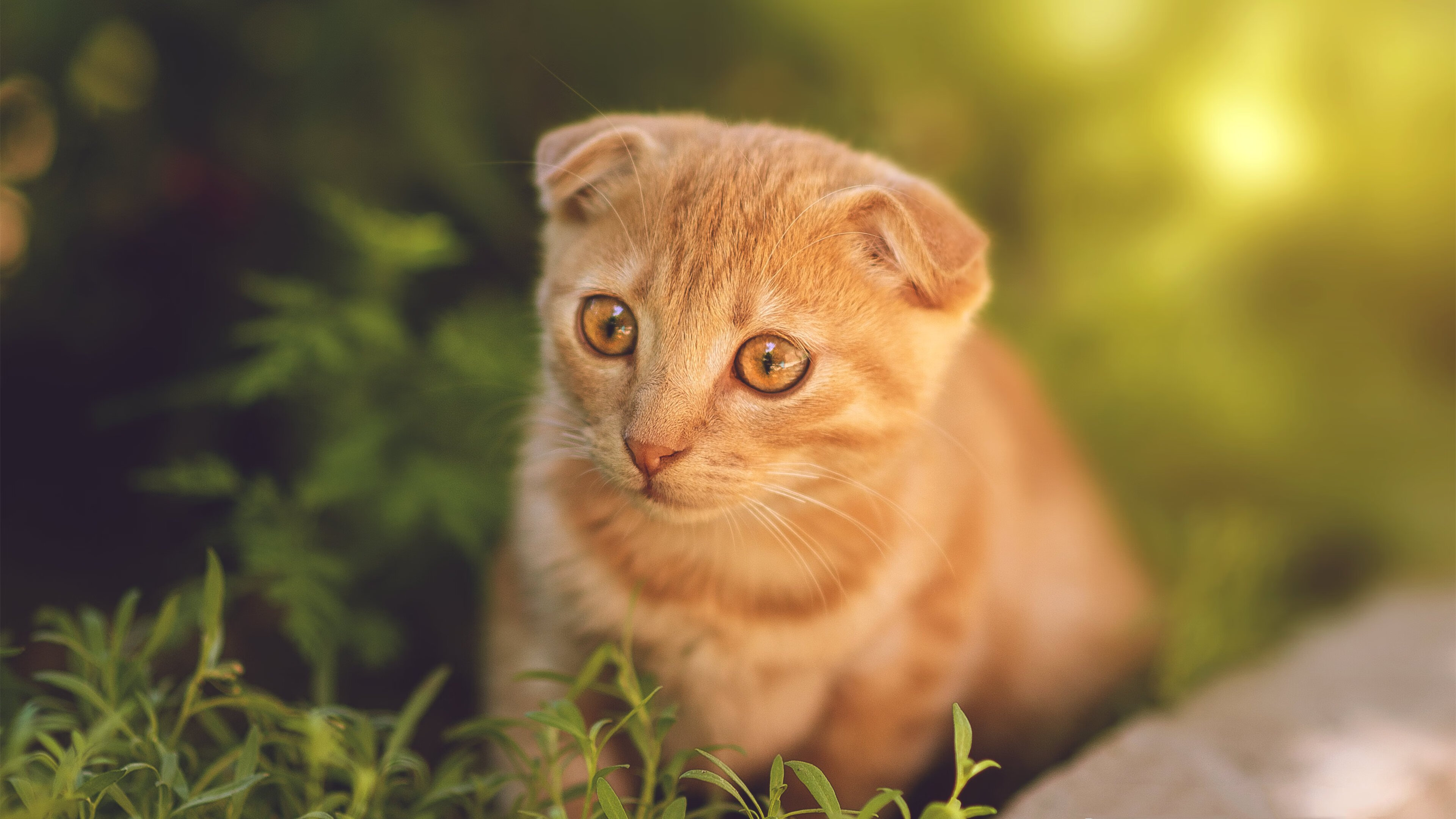 绿茵黄蜂，国家德比的狩猎场与森林狼的陷落