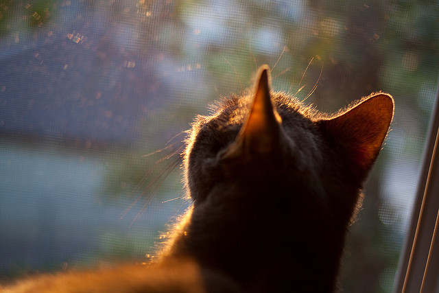 利拉德关键先生本色尽显，广东队险胜奇才惊心动魄