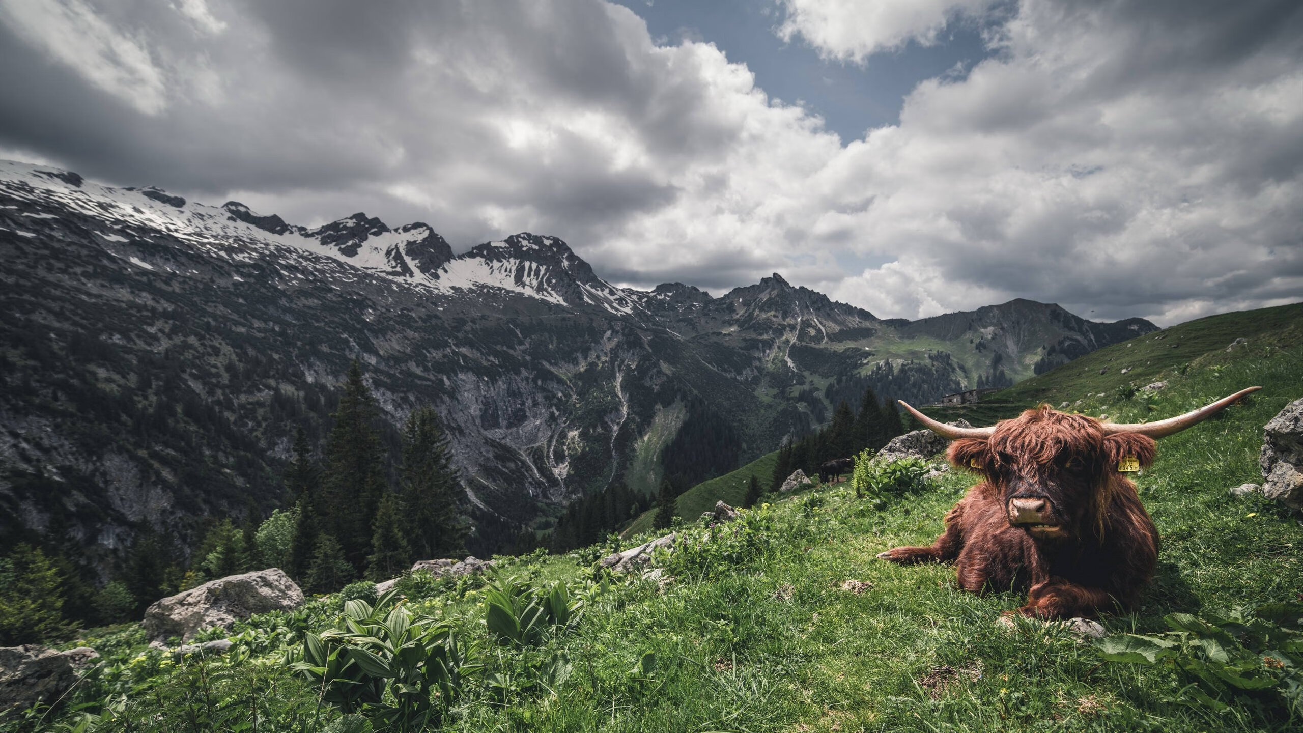 奥地利对阵拜仁,富安健洋那记头球,为何惊艳了四座?