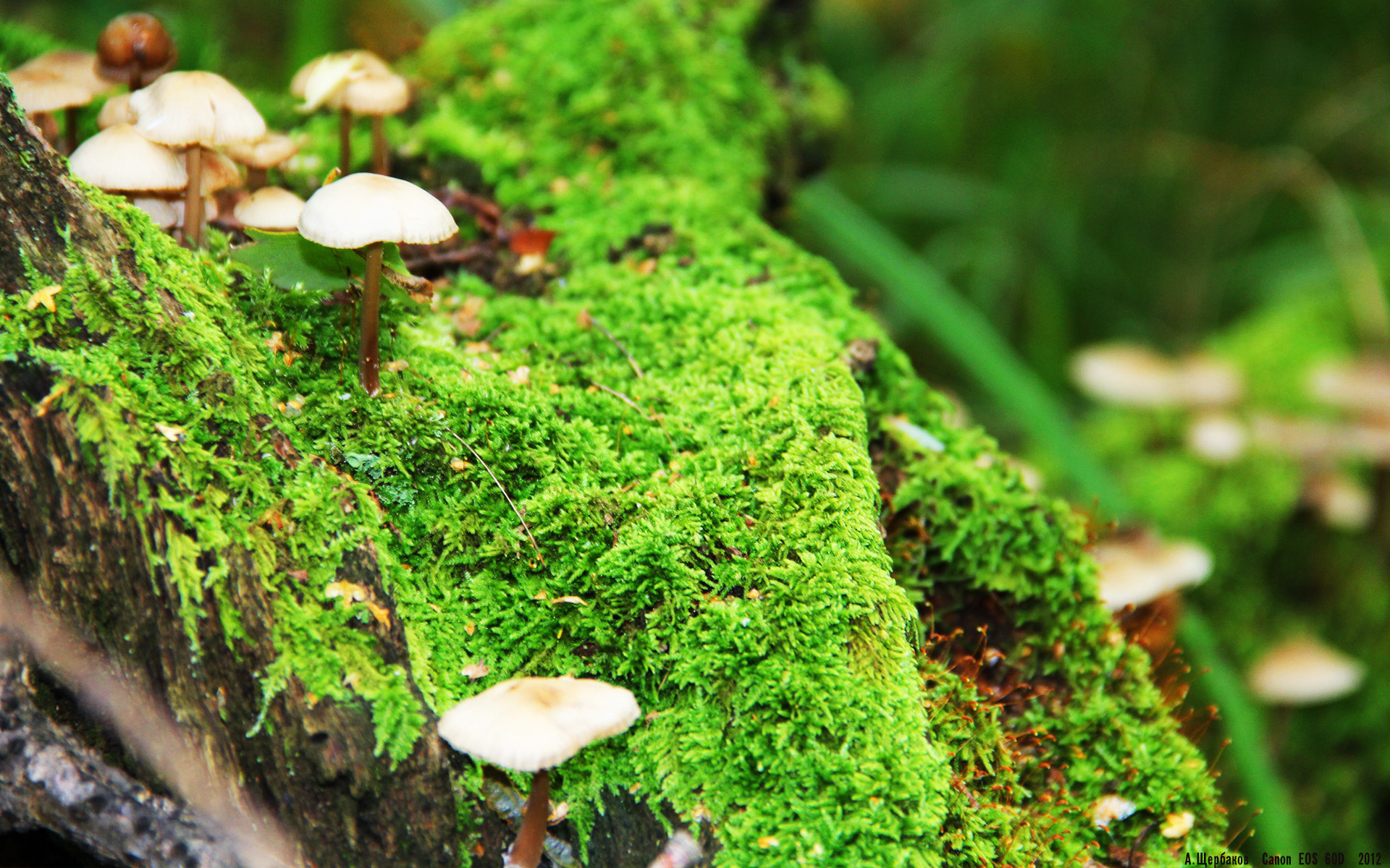 末节狂澜！杜兰特死神镰刀出鞘，广厦跨界鏖战力克热火