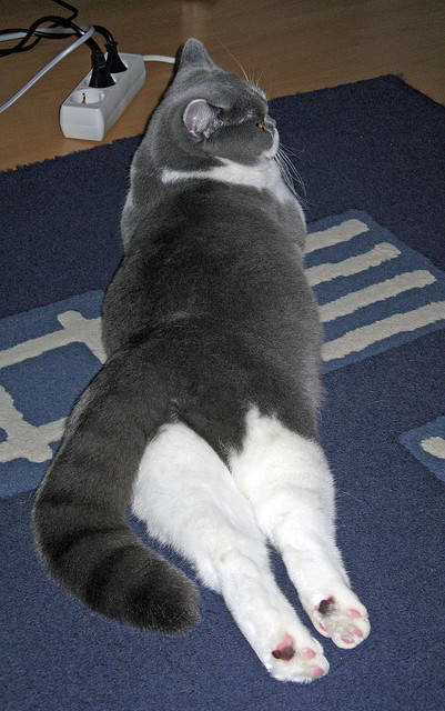 莱万独舞难挽狂澜,塞内加尔闪电战击溃AC米兰