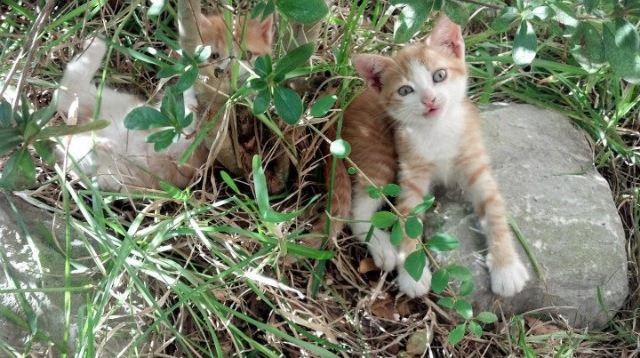 篮球世界的两种完美