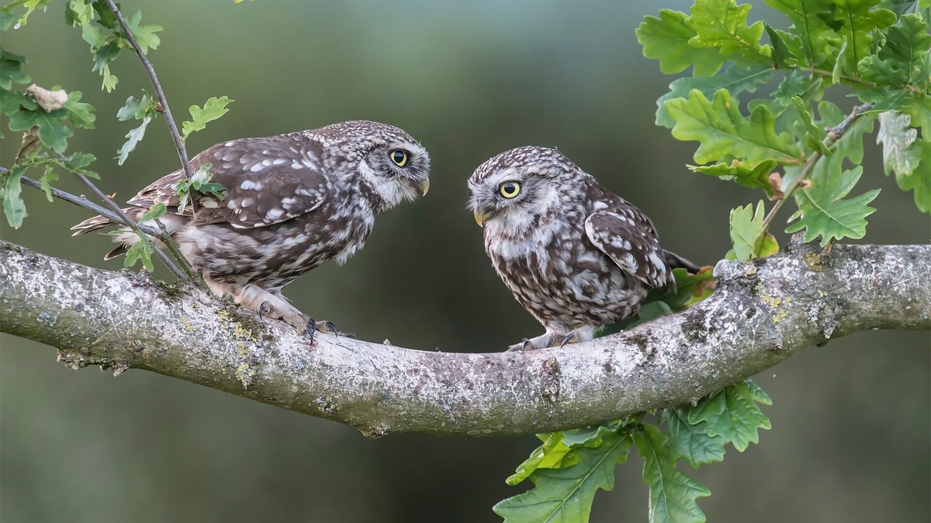 斯通斯惊天爆发！阿尔及利亚沙漠之狐踏平诺坎普，巴萨王朝黄昏降临