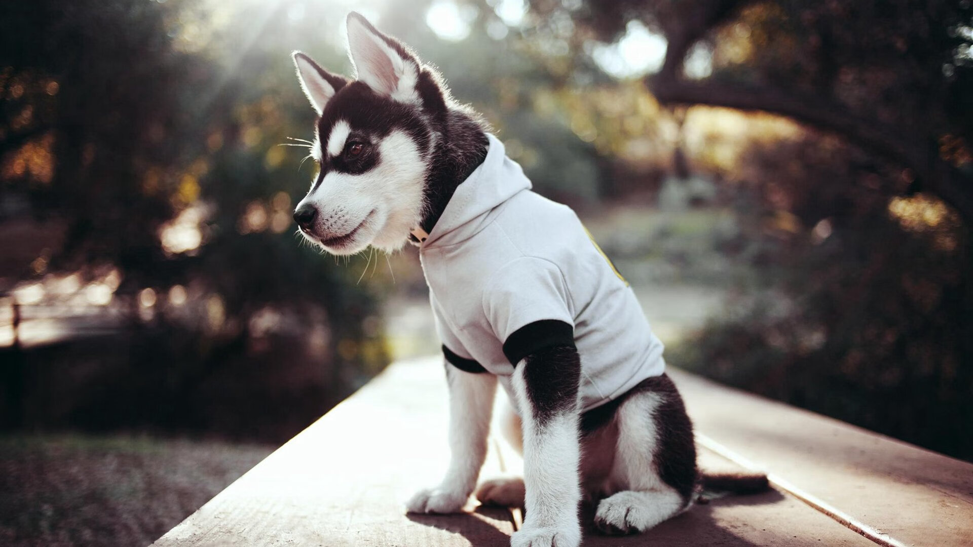 戈贝尔关键封盖锁定胜局，辽宁队险胜爵士展团队韧性