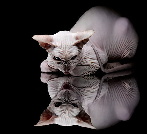 提前升起的太阳，深圳队如何在中超欧冠淘汰赛中终结悬念