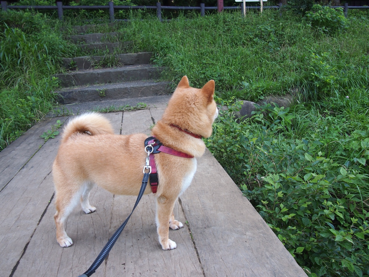 孤胆对铁骑，奥亚尔萨瓦尔与卡塔尔的逆袭密码