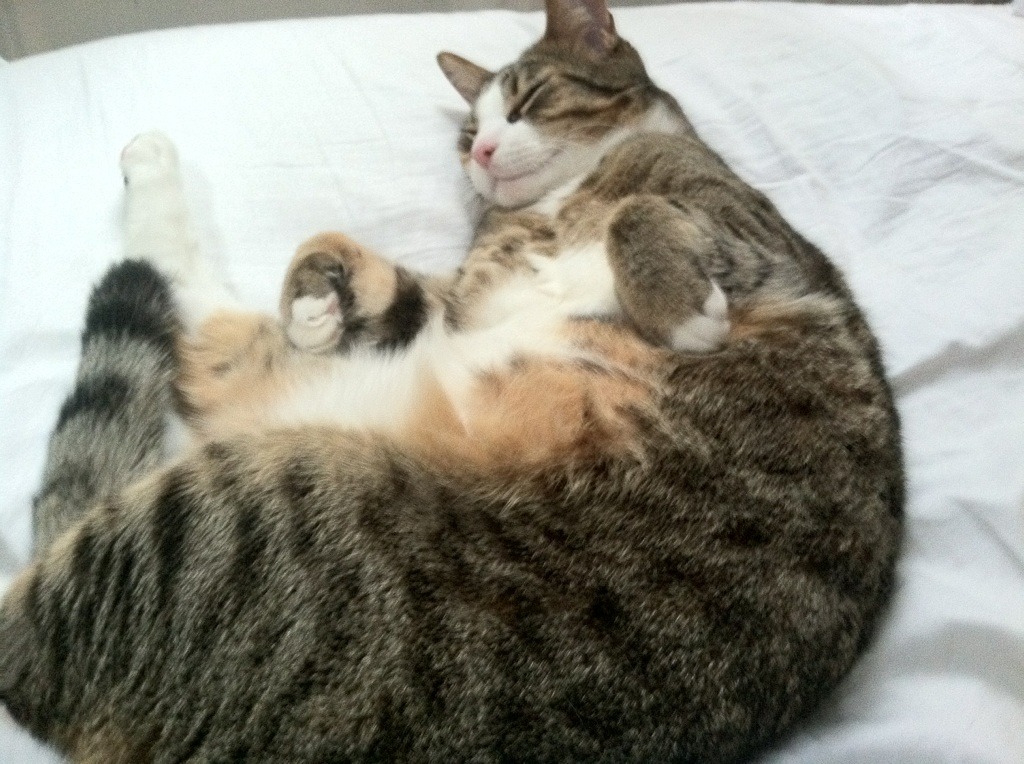 当黄蜂的尾刺刺穿巨厦，一场跨联赛对决如何重写篮球认知