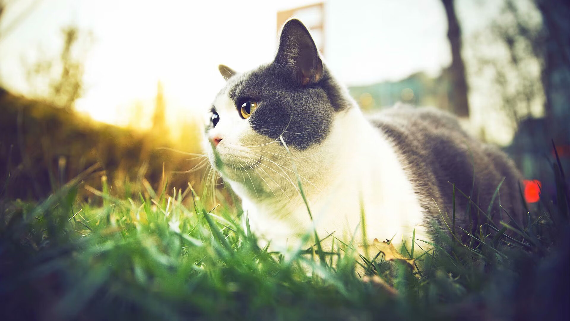 篮球双星闪耀，活塞速胜广厦队，约基奇2026世界杯接管比赛