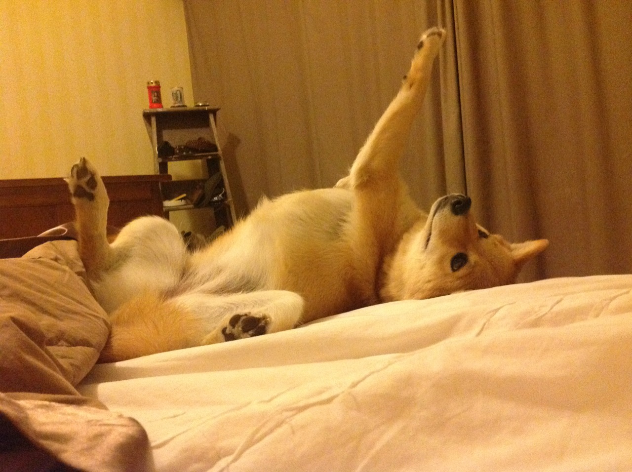 武切维奇统治攻防，猛龙力克篮网展冠军相