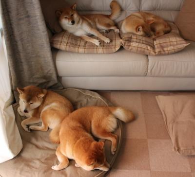 森林狼收割湖人，贝恩成为关键先生