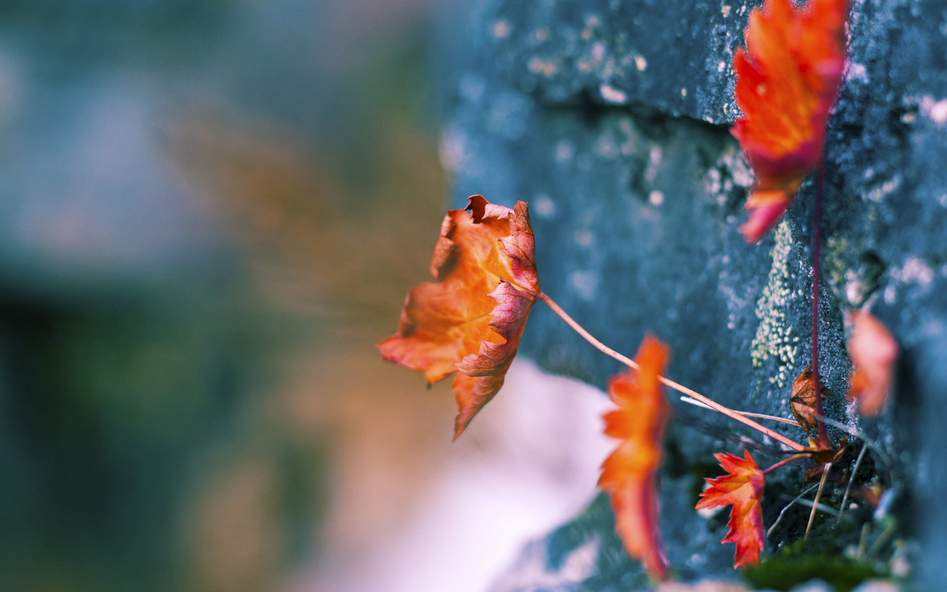 新王驾临，旧日霸主不退场，爱德华兹爆发之夜，湖人强硬终结凯尔特人