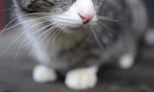 热战与寒锋，土耳其鏖战突尼斯的灼热，坎特在NBA季后赛的冷峻接管