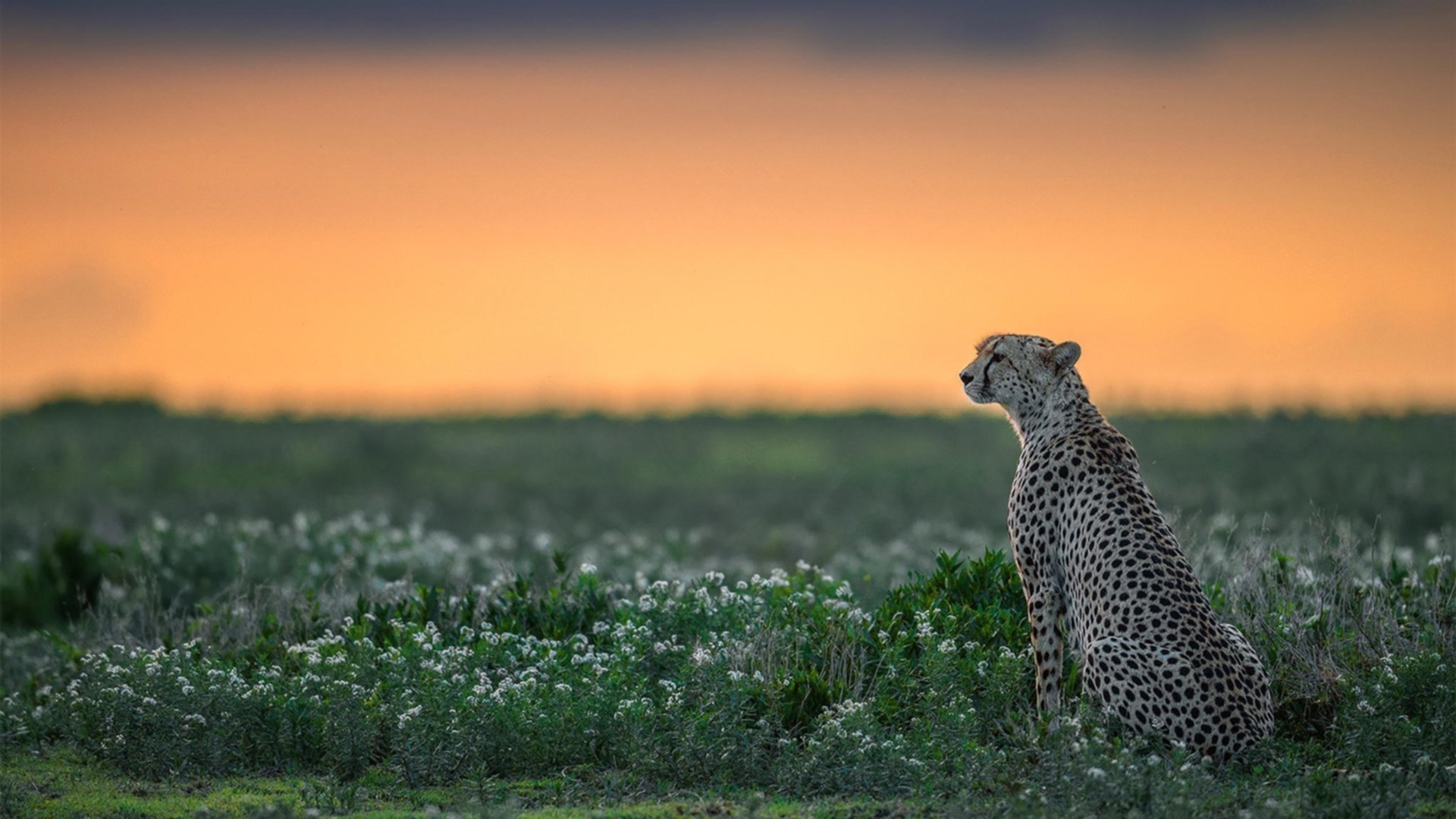 马克西生涯之夜狂飙，活塞队轻松收割深圳队